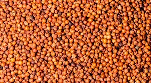 Organic Ragi Seeds, For Agriculture, Cooking, Food, Medicinal, Style : Dried
