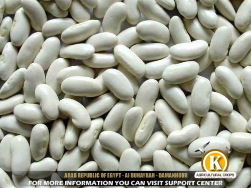 Egyptian White Beans, Packaging Size : 10/25/50