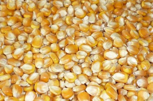 Organic Yellow Maize, For Animal Food, Style : Dried