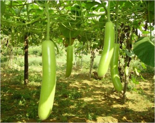 Bottle Gourd Seed, Certification : Phyto Certoficate