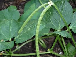 Cow Pea Seeds