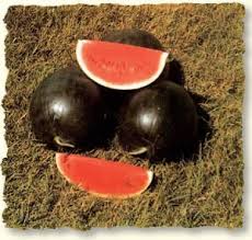 Dark Watermelonseed