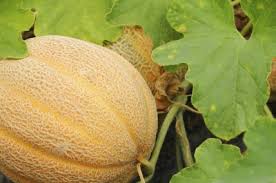 Musk Melon Seeds