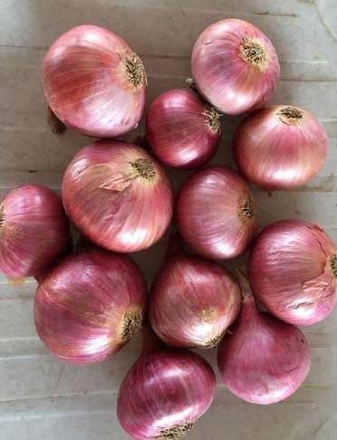 Organic Fresh Garva Onion, For Cooking, Enhance The Flavour, Packaging Type : Jute Bags, Plastic Bags