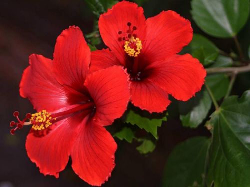 Hibiscus Rosa Sinensis Flower