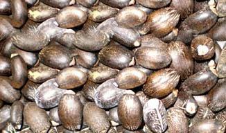 Karanja Seeds