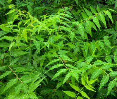 Fresh Neem Leaves