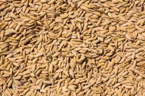 Rice Seeds