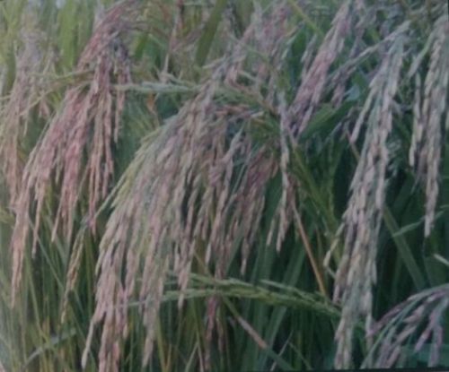 Wheat seeds, Brand Name : Rajesh Beej Bhandar