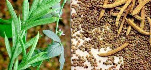 Organic Guar Gum Seeds, For Agriculture, Purity : 99%