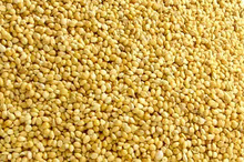 Common Yellow Millet, Grade : Grade A