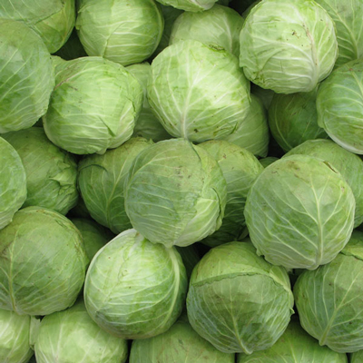 Cabbage