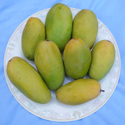 Dashehari Mango