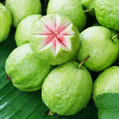 Guava, Usage/Application : Human Consumption