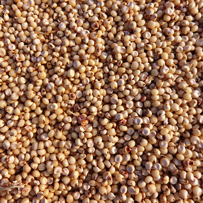 Sorghum, Application : Human Consumption