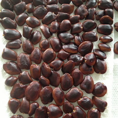 Tamarind Seeds