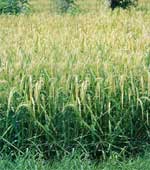 Basmati rice, Texture :Hard