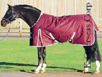 Horse Blanket