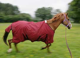 Horse Summer Rugs -AR - 2003061