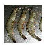 Fresh Black Tiger Prawns