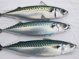 Fresh Mackerel Fish