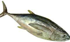 Yellowfin Tuna Fish