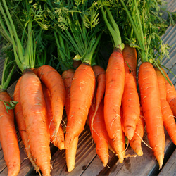 Frozen Carrots