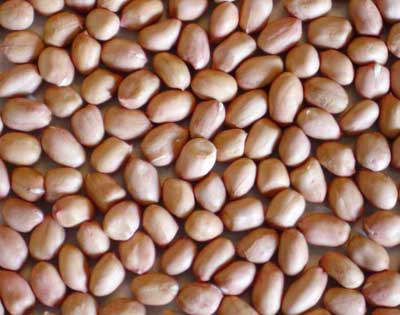 Groundnut kernel