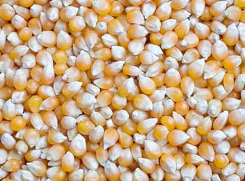 Maize Seeds Form : Seeds
