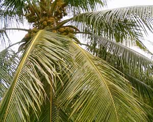 Natural Fresh Coconuts, For Cosmetics, Medicines, Pooja, Feature : Free From Impurities, Good Taste