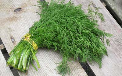 Dill Leaves