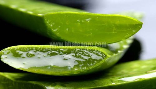 Aloe vera gel, Ingredient : Aloe Vera