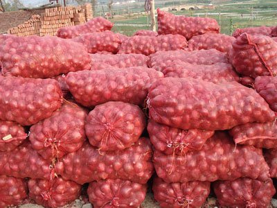 Red onion, Shape : Round