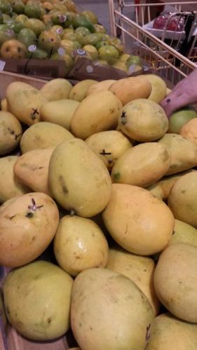 Common Badami Mango, Variety : Banganapalli