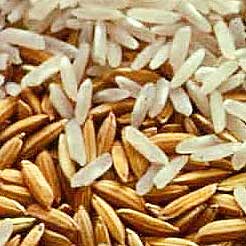 Soft Organic Brown Paddy Rice, Packaging Type : Jute Bags, Loose Packing