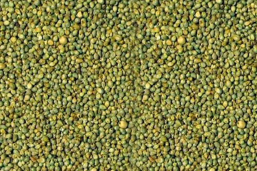 Common Organic Green Millet, Shelf Life : 12months