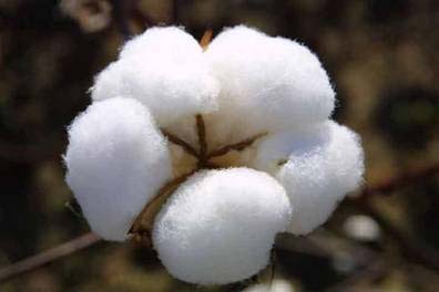 Indian Raw Cotton, For Yarn, Feature : Fluffy, High Quality