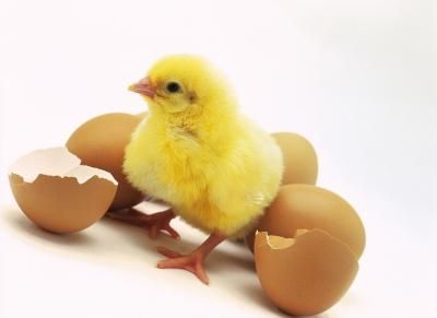 Fertile Chicken Hatching Eggs