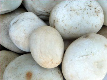 Himalayan Off White Natural Pebbles Stones, Size : 12x12ft