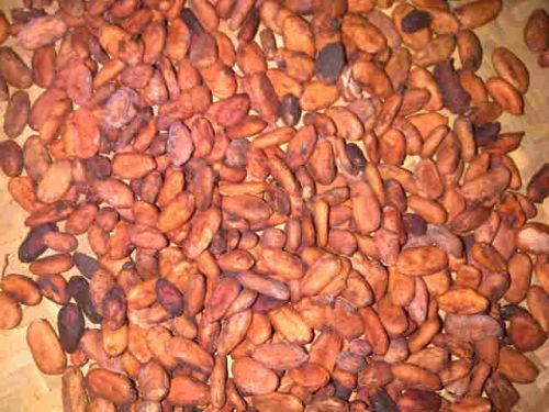 Cocoa Bean