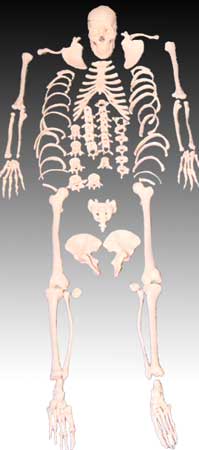 Disarticulated Human Skeleton