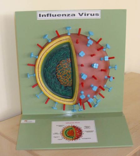 Microbiology Models