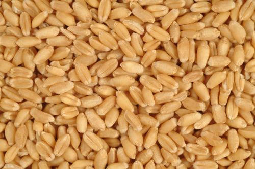 Indian Milling Wheat