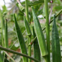 Hybrid Lady Finger Seeds