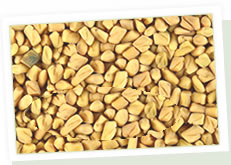 Fenugreek Seeds