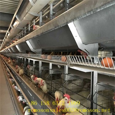 Chicken Feed_shandong Tobetter Years Of Experience