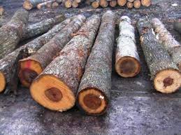 Timber Logs