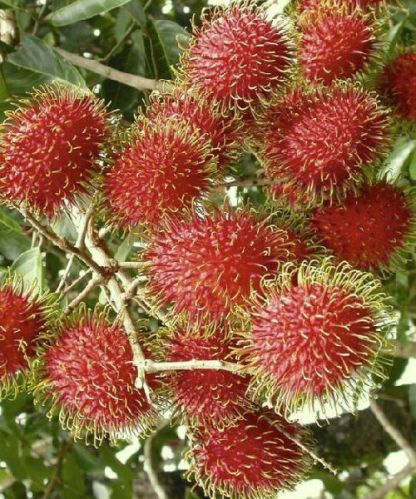 Rambutan