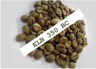 Coffee beans, Shelf Life : 1 Year