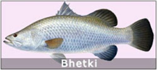 Bhetki Fish Seeds, Packaging Type : PP Bag